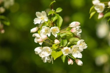 Elma ağacının beyaz çiçekler mavi gökyüzüne karşı ağacın yeşil yaprakları vardır.