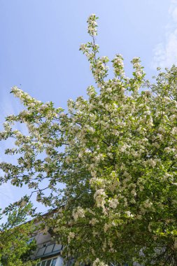 Mavi gökyüzüne karşı elma kiraz beyaz çiçekler. Doğa bahar.