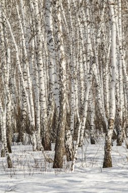 Huş ağacı orman kış manzarası.