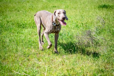 Köpek avcılık, doğa yeşil alan yaz.
