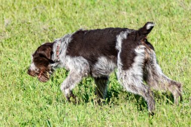 Köpek avcılık, doğa yeşil alan yaz.