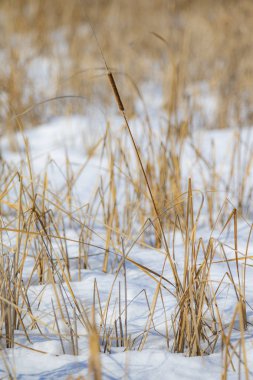 Mavi gökyüzüne karşı sazlık kuru dalları