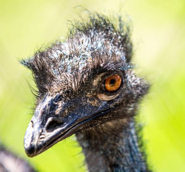 Gri devekuşu kuşlarının tüyleri kapanıyor.