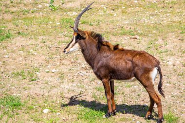 Boynuzları olan Afrika antilop alanında çim yiyor.