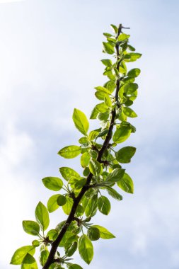 Mavi gökyüzü, yaz manzara karşı yeşil ağaçlar.