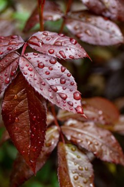 Bir gül yaprakları üzerinde yağmur damlaları, yeşil kırmızı yaprak.