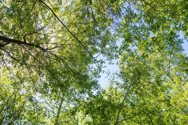 Mavi gökyüzü, bahar doğa karşı aşağıda ağaçlar görünümü yeşil yaprakları.