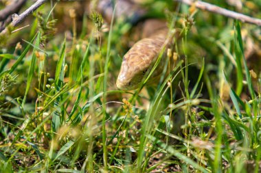 Bir yılan kafası sarı, yeşil çim.