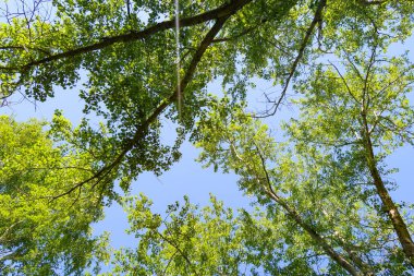 Mavi gökyüzü, bahar doğa karşı aşağıda ağaçlar görünümü yeşil yaprakları.