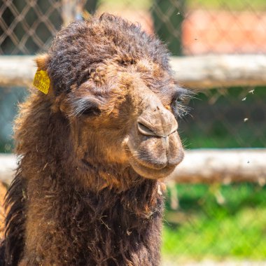 Camel gri yün Başkanı, burun üzerinde uçar, doğa.