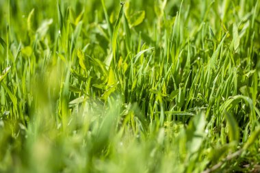 Güneşte yeşil çim, yağmur damlaları bokeh arka plan