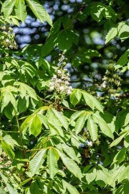 Yeşil yeşillik ile beyaz kestane çiçekleri.