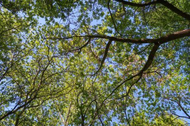 Mavi gökyüzü, bahar doğa karşı aşağıda ağaçlar görünümü yeşil yaprakları.