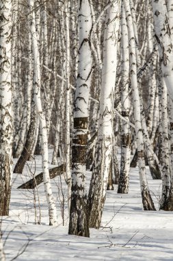 Huş ağacı orman kış manzarası.