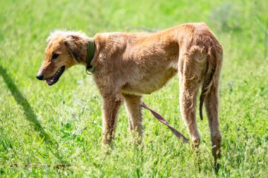 Köpek avcılık, doğa yeşil alan yaz.