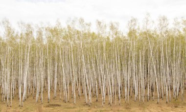 Huş ağaçları orman çim erken bahar orman alan.