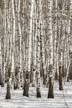 Huş ağacı orman kış manzarası.