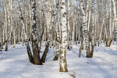 Huş ağacı orman kış manzarası.