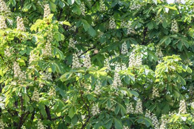 Yeşil yeşillik ile beyaz kestane çiçekleri.