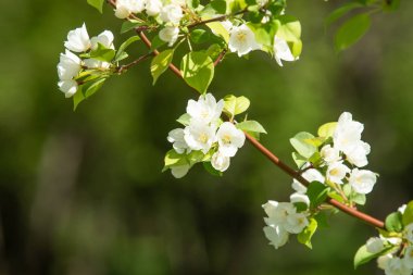 Çiçeklenme elma bahçesi. Elma ağaçları beyaz çiçekler, yeşil yaprakları yakın.