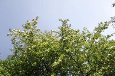 Mavi gökyüzüne karşı elma kiraz beyaz çiçekler. Doğa bahar.