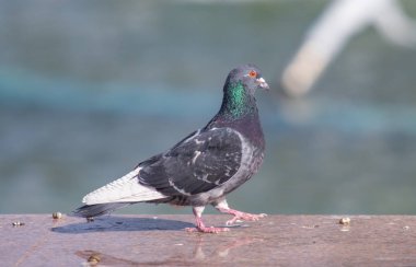 Vahşi gri mavi yakın yukarı, bulanık bir arka planda oturuyor.