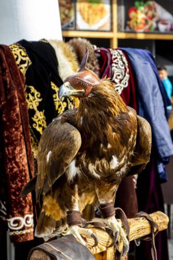 Kartal kuş şapkalı.