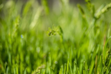 Güneşte yeşil çim, yağmur damlaları bokeh arka plan