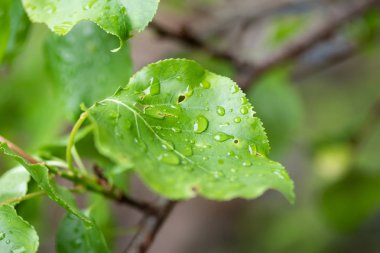 Bahar bir ağacın doğa yeşil yaprakları.