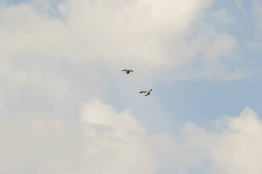 Güvercinler mavi gökyüzüne doğru uçar.