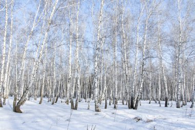 Huş ağacı orman kış manzarası.