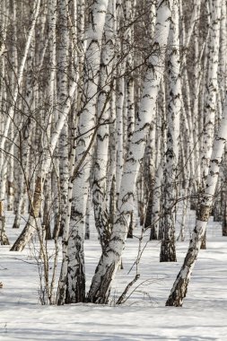 Huş ağacı orman kış manzarası.