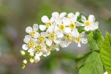 Ağacın yeşil yaprakları beyaz kiraz çiçekler.