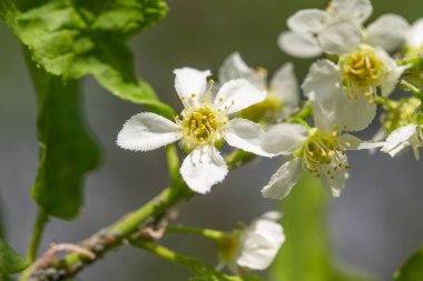 Ağacın yeşil yaprakları beyaz kiraz çiçekler.