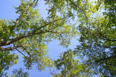 Mavi gökyüzü, bahar doğa karşı aşağıda ağaçlar görünümü yeşil yaprakları.