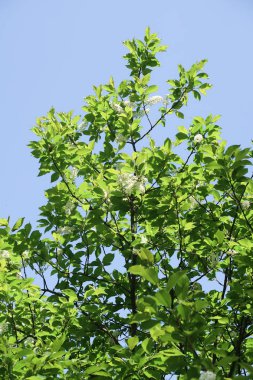 Mavi gökyüzüne karşı elma kiraz beyaz çiçekler. Doğa bahar.