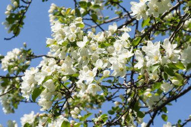 Mavi gökyüzünde yeşil yaprakları olan bir elma ağacının beyaz çiçekleri.