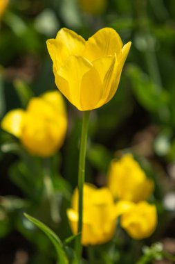 Parlak lale çiçekleri, saha doğası.