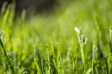 Güneşte yeşil çim, yağmur damlaları bokeh arka plan
