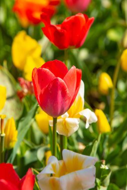 Parlak lale çiçekleri, saha doğası.