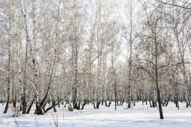 Huş ağacı orman kış manzarası.