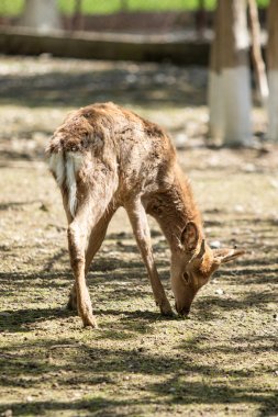 Kuru zemin yaz geyik.