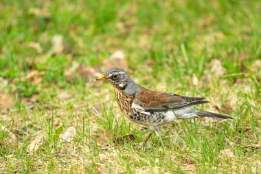Yeşil çim içinde Song Thrush. Doğa kuşlar WESTA.