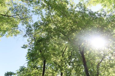Mavi gökyüzü, bahar doğa karşı aşağıda ağaçlar görünümü yeşil yaprakları.