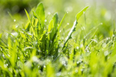 Güneşte yeşil çim, yağmur damlaları bokeh arka plan