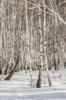 Huş ağacı orman kış manzarası.