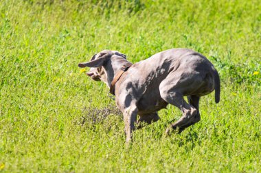 Avcılık Köpek av, yeşil çim, bahar manzara arayışı çalışır.