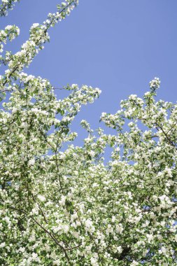 Mavi gökyüzüne karşı elma kiraz beyaz çiçekler. Doğa bahar.