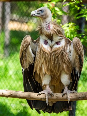 Yırtıcı kuş bir ağaca oturuyor. Yeşil yaprak yaz.