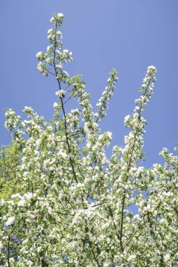 Mavi gökyüzüne karşı elma kiraz beyaz çiçekler. Doğa bahar.